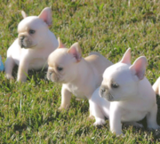 cute and firendly brothers french bulldog puppies for adoption